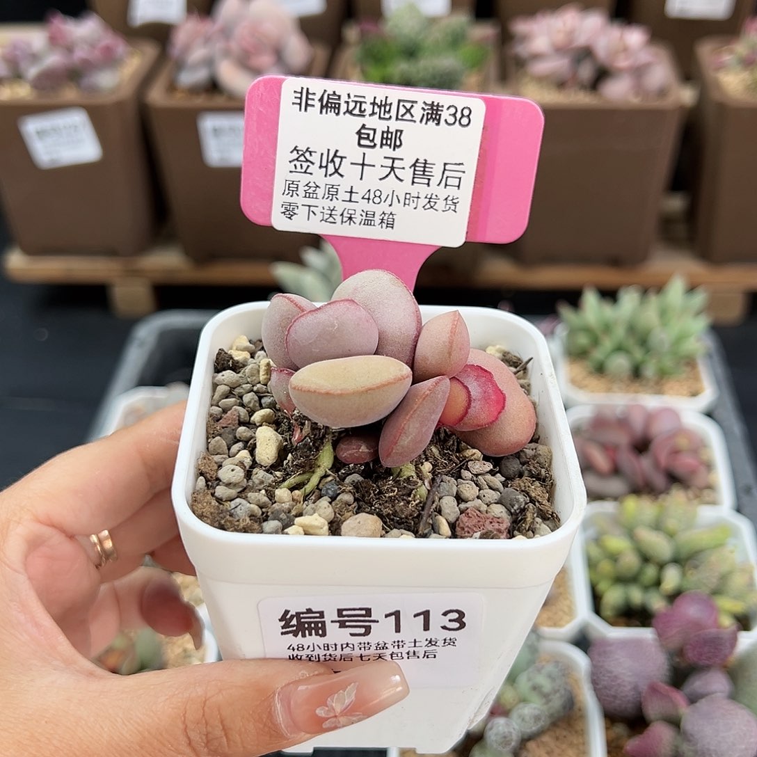 113白肌红蛋多肉植物