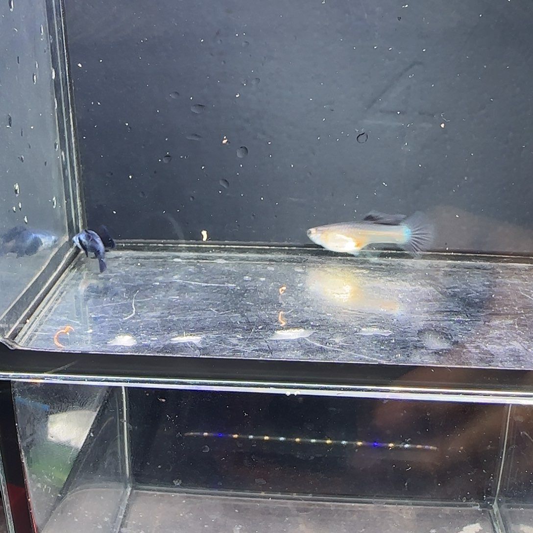 孔雀鱼大耳熊猫一对