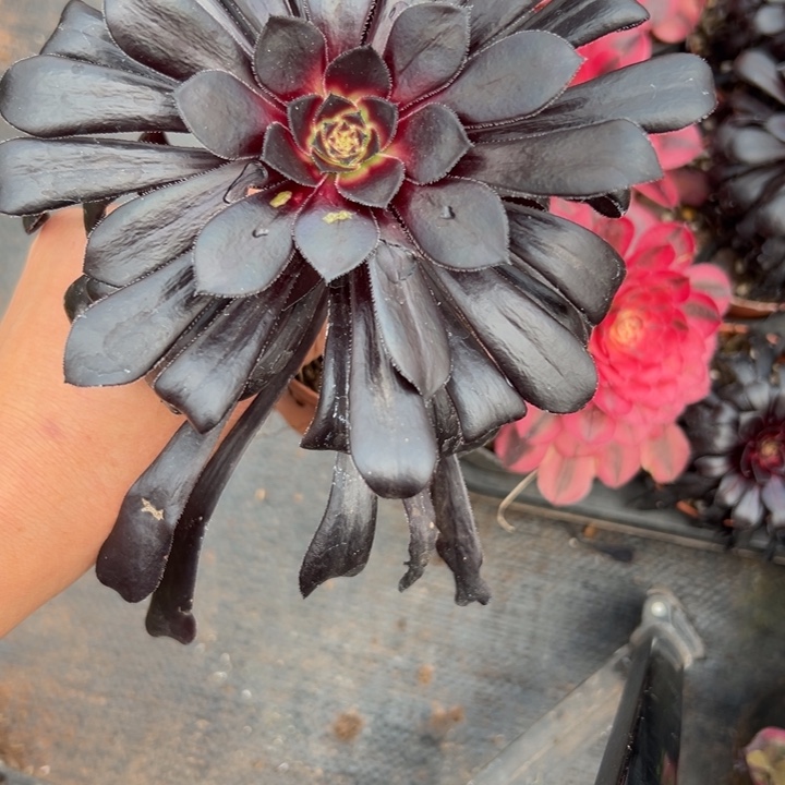 939多肉植物墨法师中班