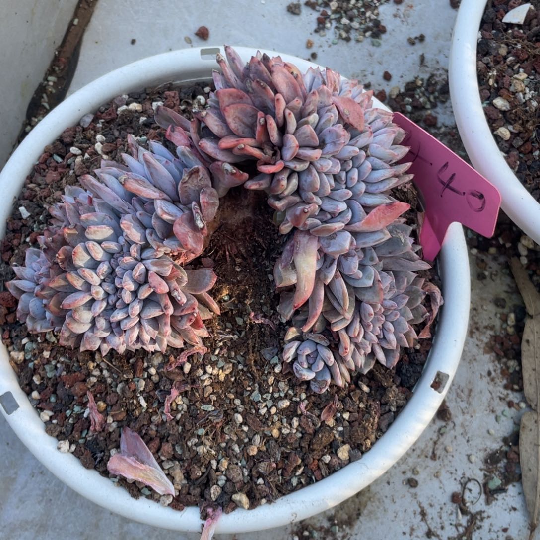 440号星影缀化多亩