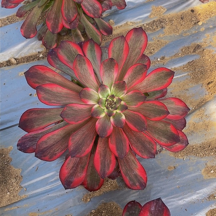 4307烟花多肉植物