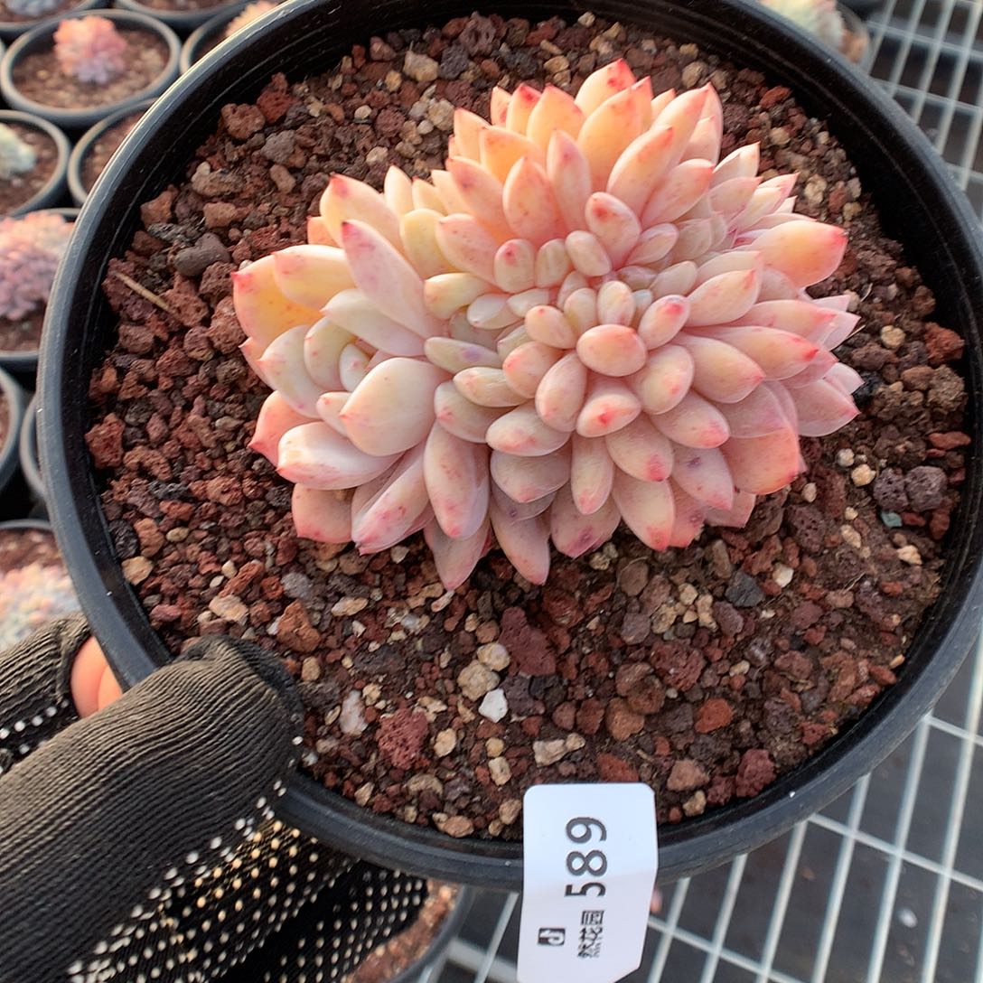 589雪天使多肉植物566