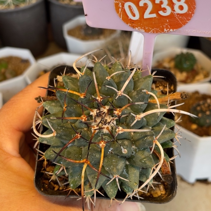 实生瓦格那乳突0238