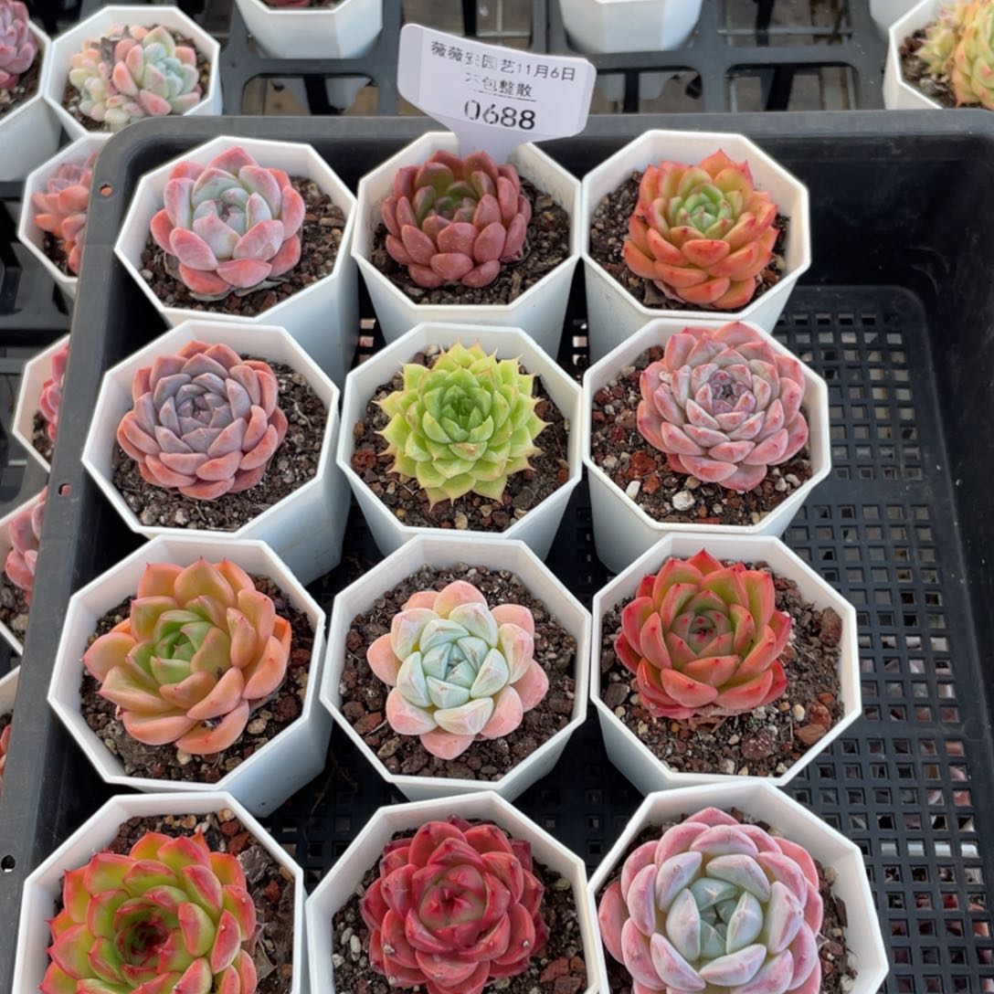 不包整散 盆子不售后0688