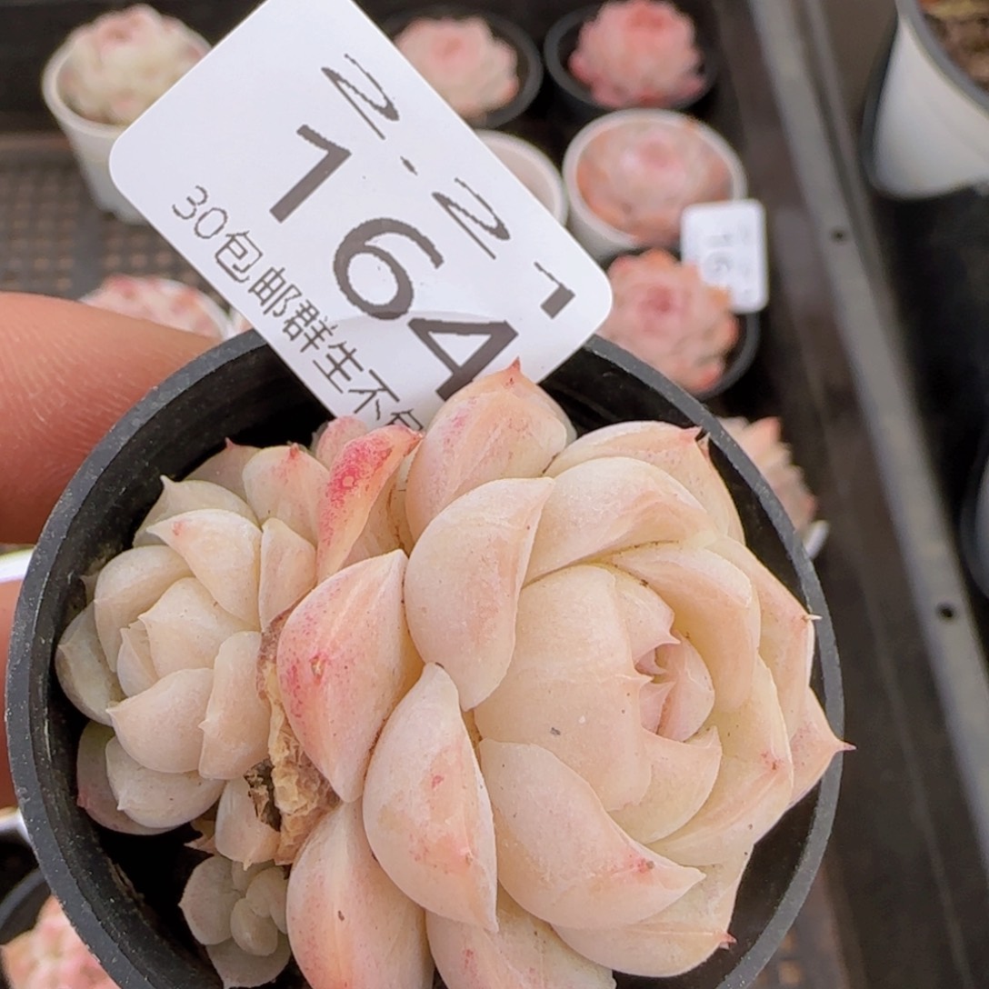 白桃汽水单头一颗