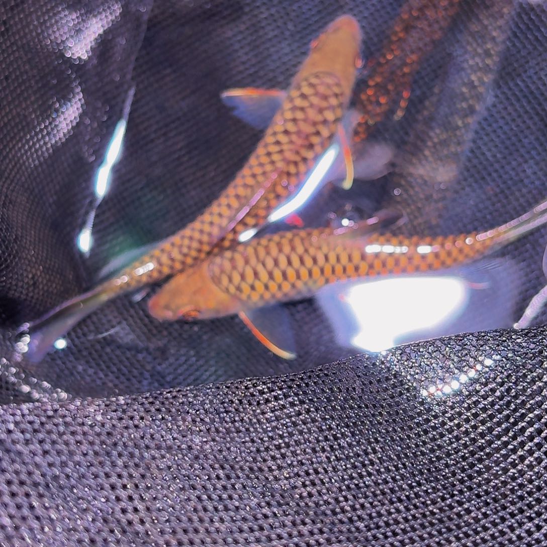 吉罗鱼马来西亚巴拉