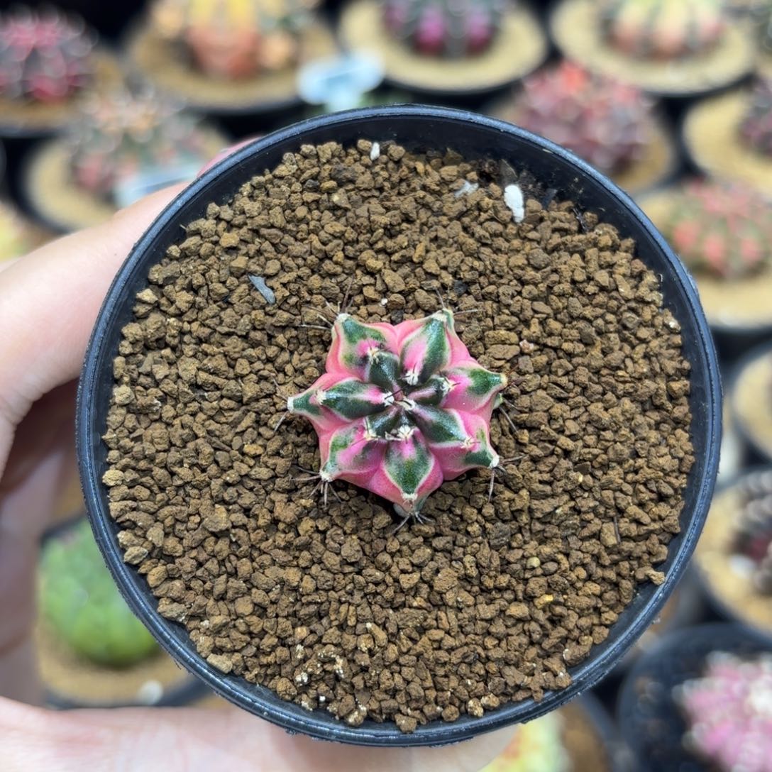 2.5cm泰系名品侧 幸运种子