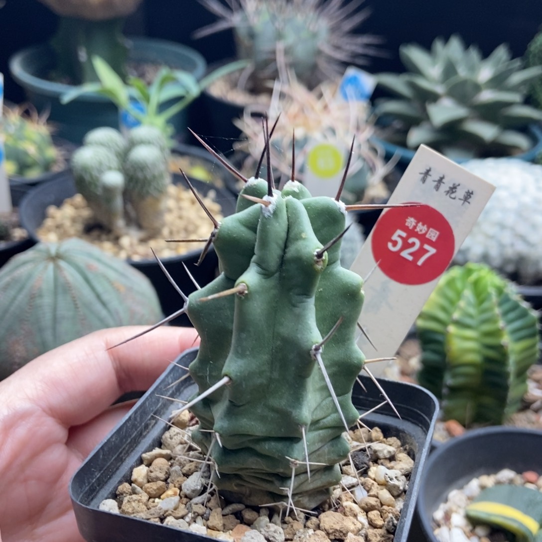 实生狂刺篝火虾一棵