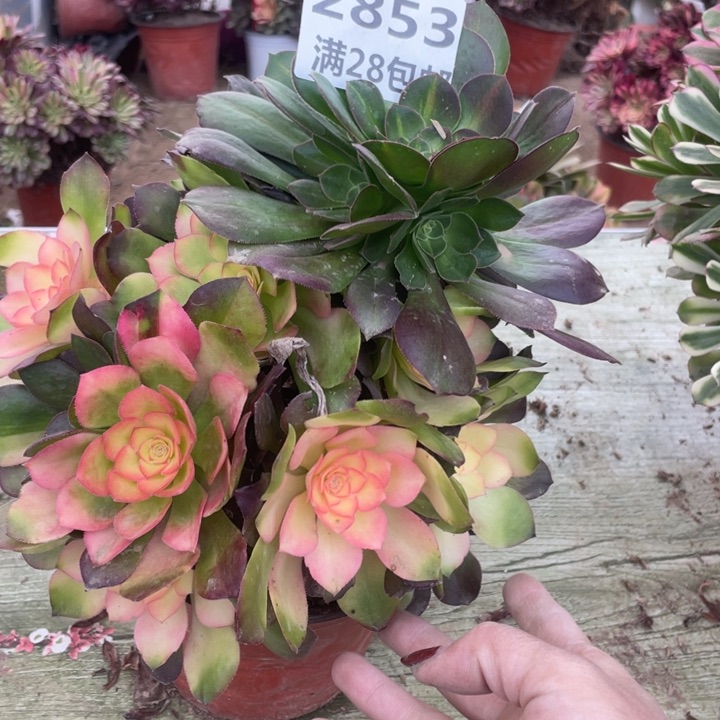 2853二号棚雅典娜A