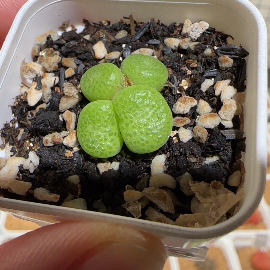 肉锥多肉植物组合-青团1577