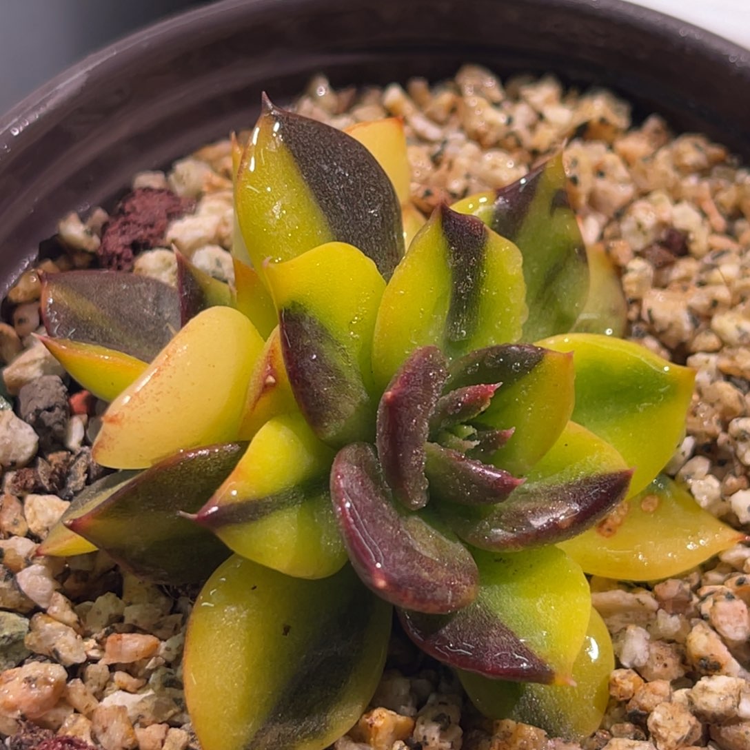 尚品特价黑王子锦