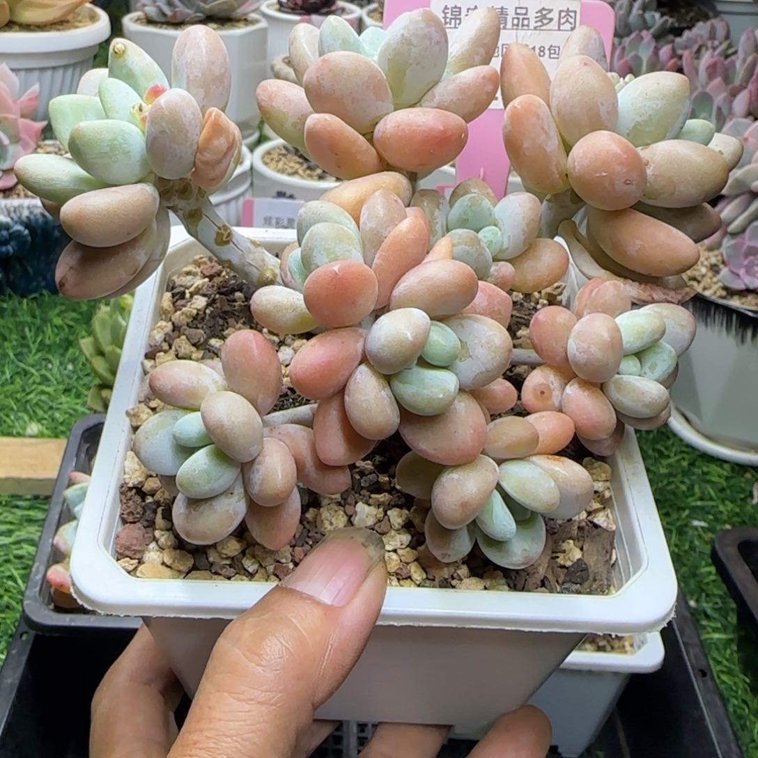 锦安精品多肉植物244