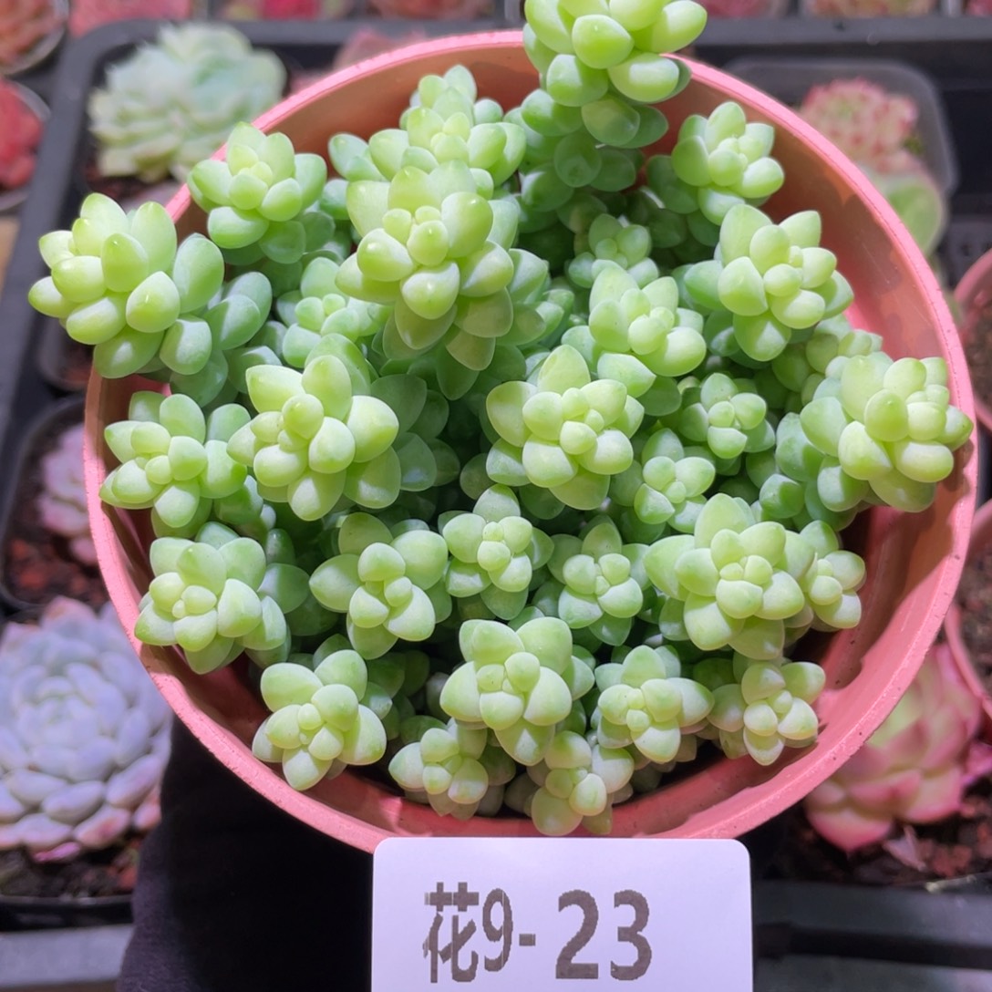 花利美9-23玉坠含盆