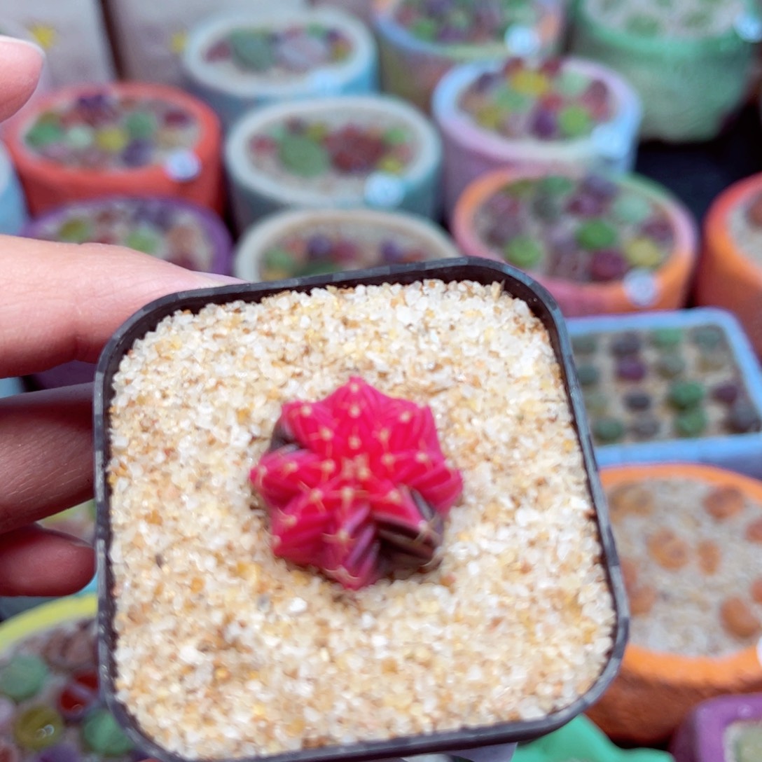 539。8888888888888888