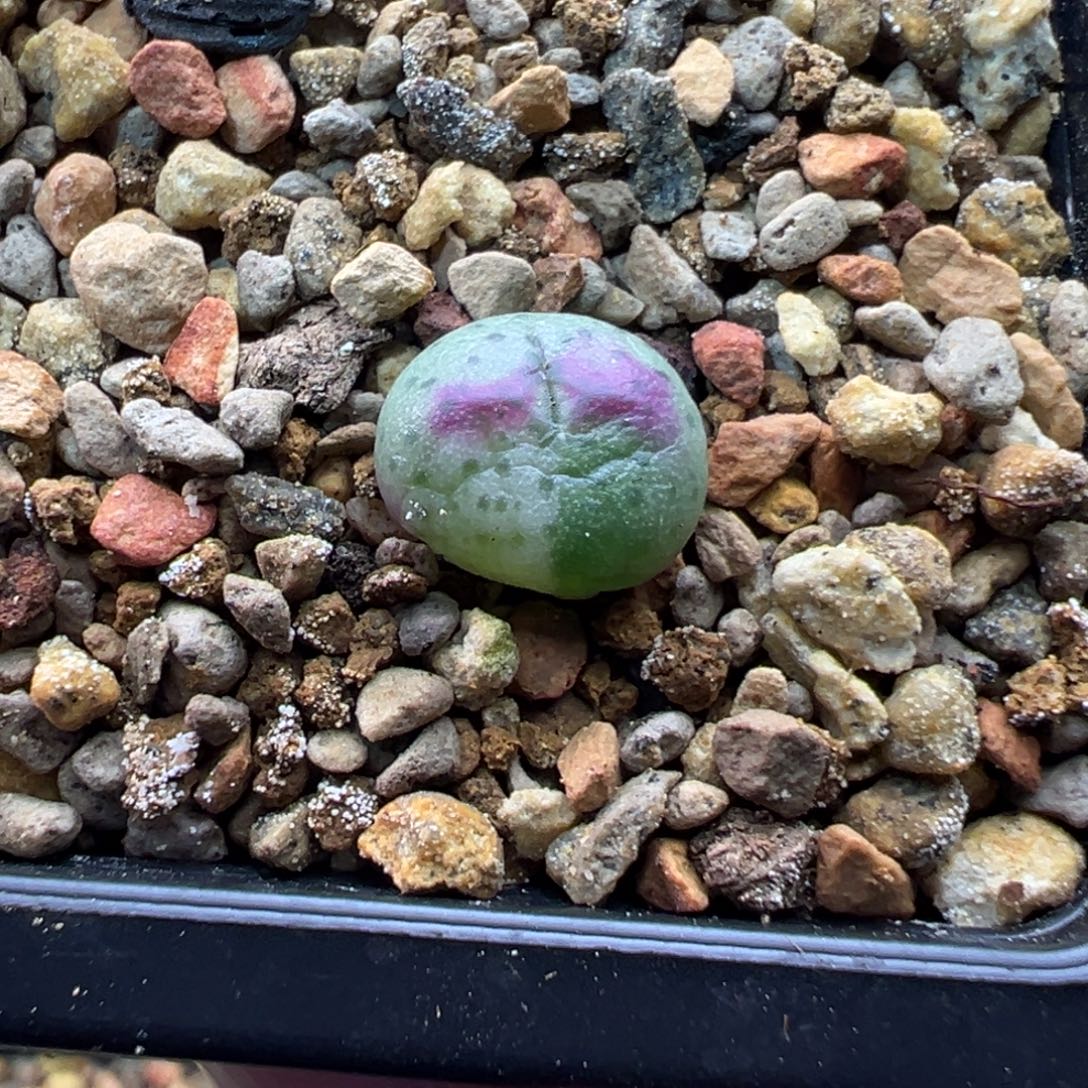 藍****多肉单头优选将杂锦一棵  蓝