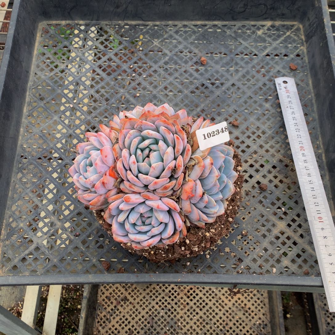 102348多头一个嗯嗯嗯嗯嗯嗯好