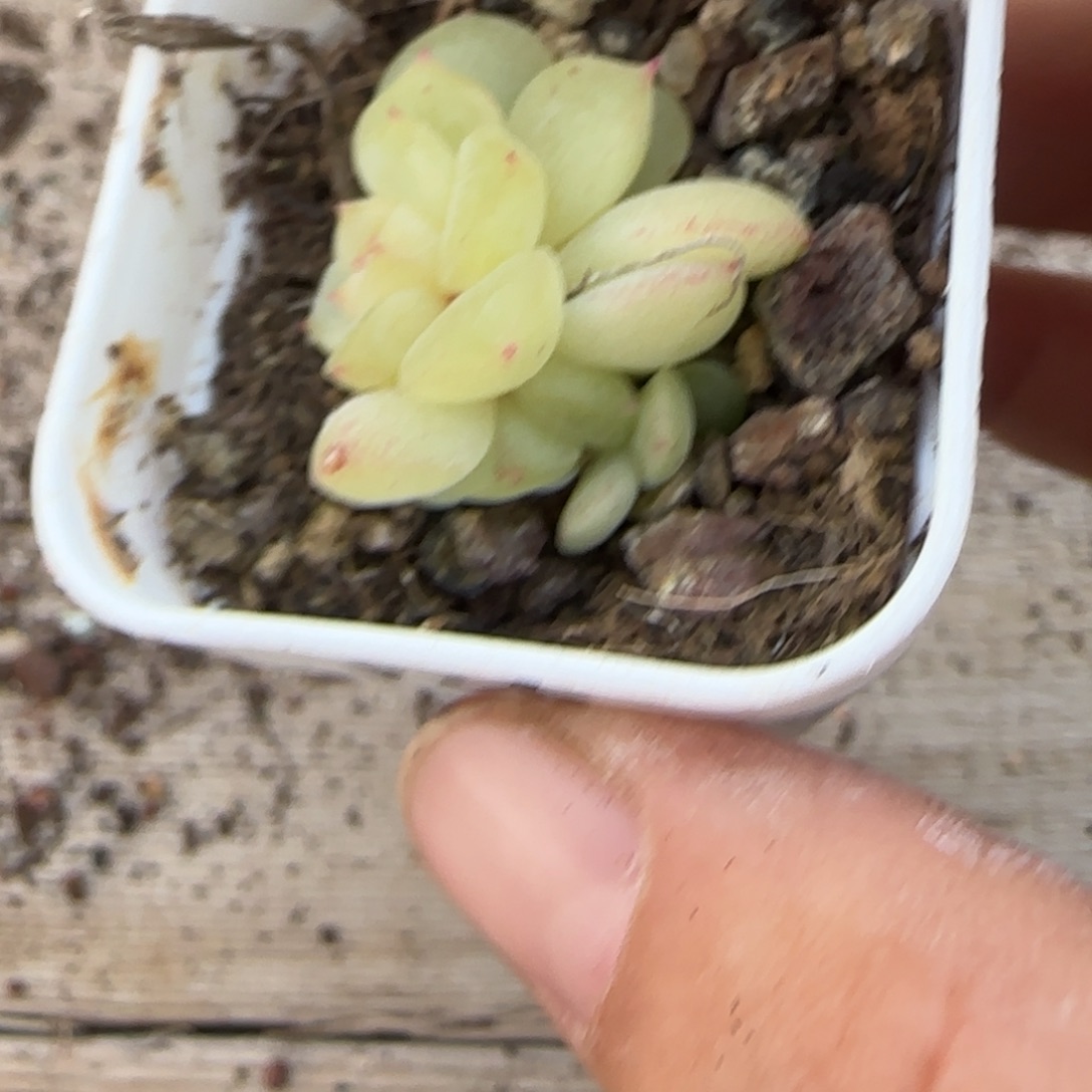 111号P26 盆桌上一个满25包邮