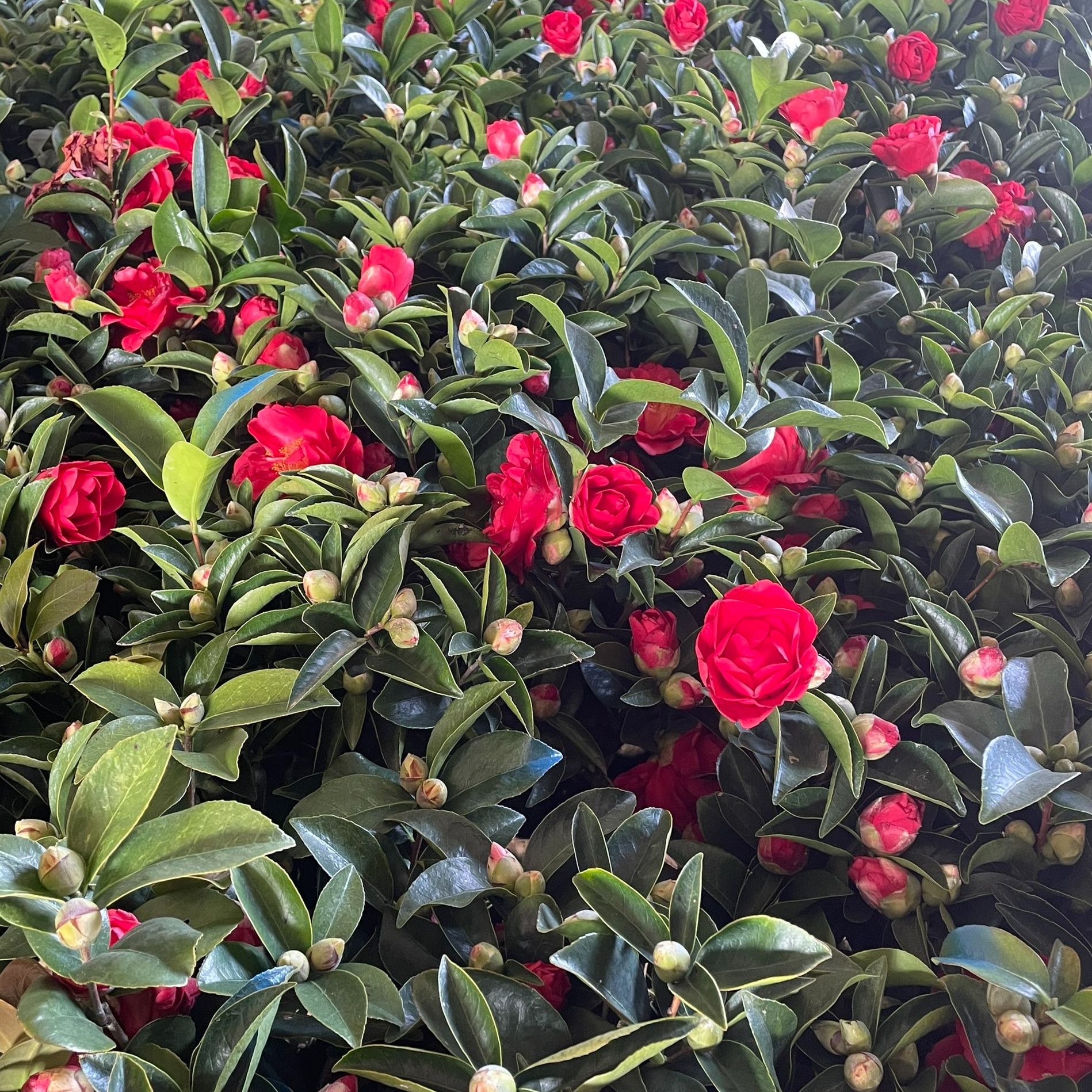 四季茶花70-80cm大红色赤单红观赏精选花卉室内盆栽耐冻耐旱