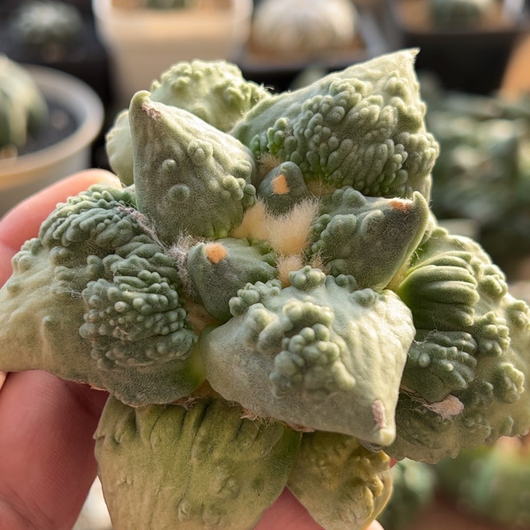 无花朵368实生怒涛9cm