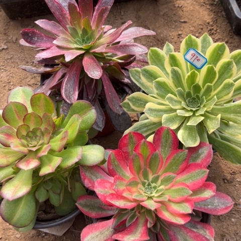 970多肉植物组合