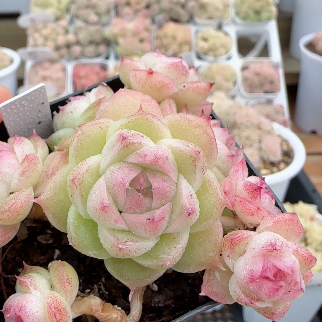 【闪购商品】0127-97粉心包子