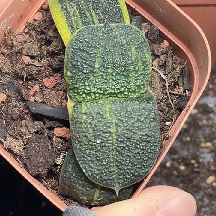 一物一拍竞拍福利拍