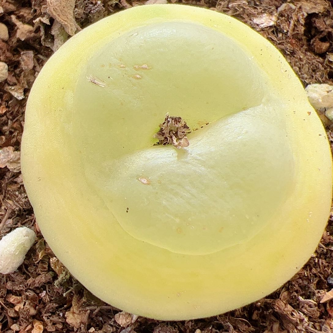 【闪购商品】109 福利