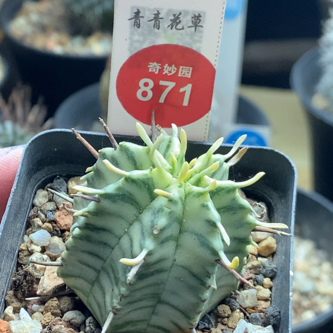 强刺斑马锦3.4cm