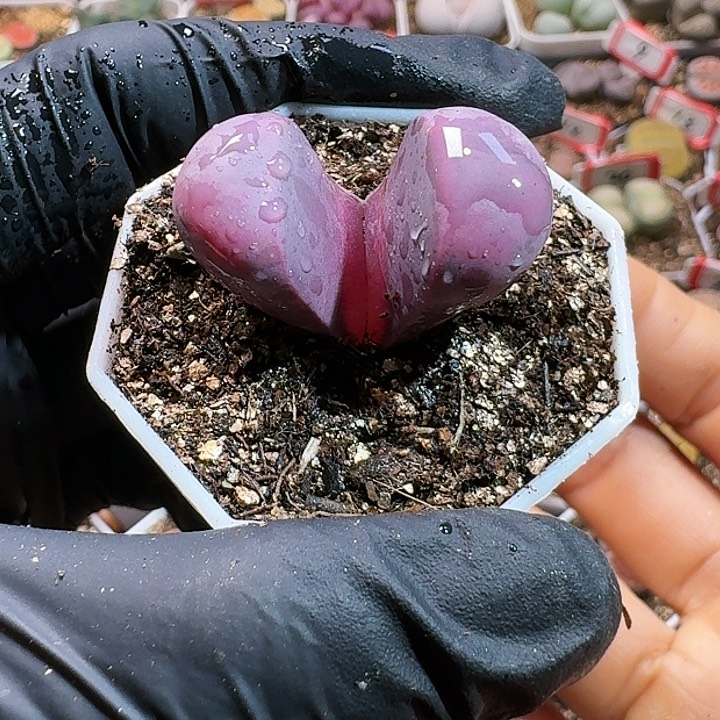 生石花11111111。  290