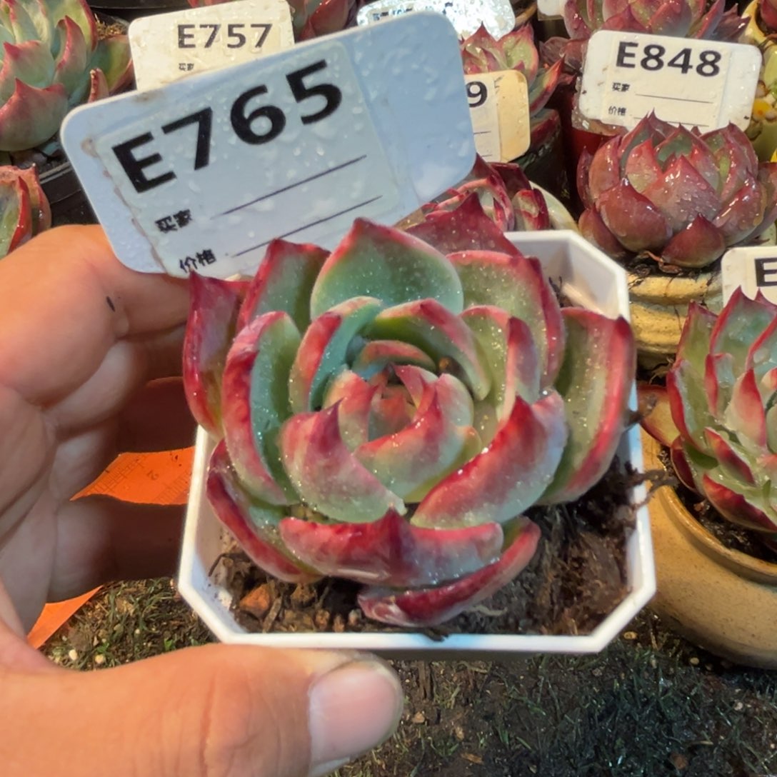 惊鸿一瞥765号多肉