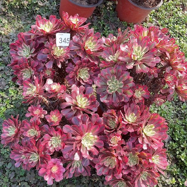 345号一物一拍4棵