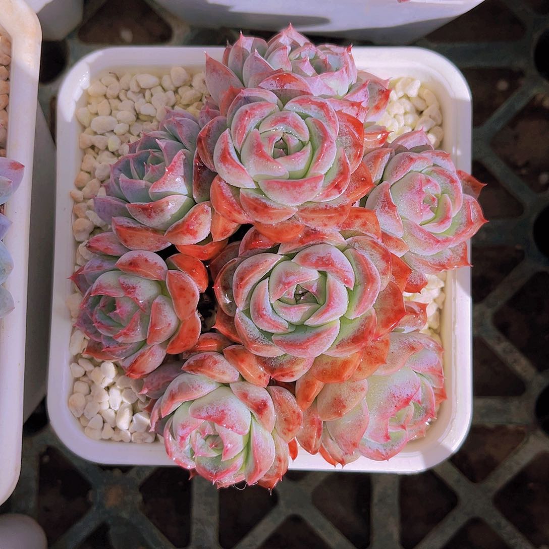 粉月影11公分9999999989