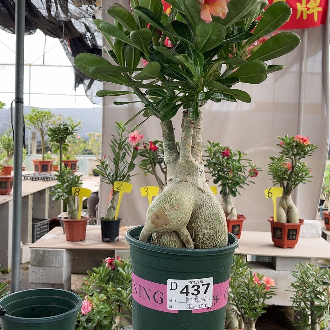 完全开放437果子露