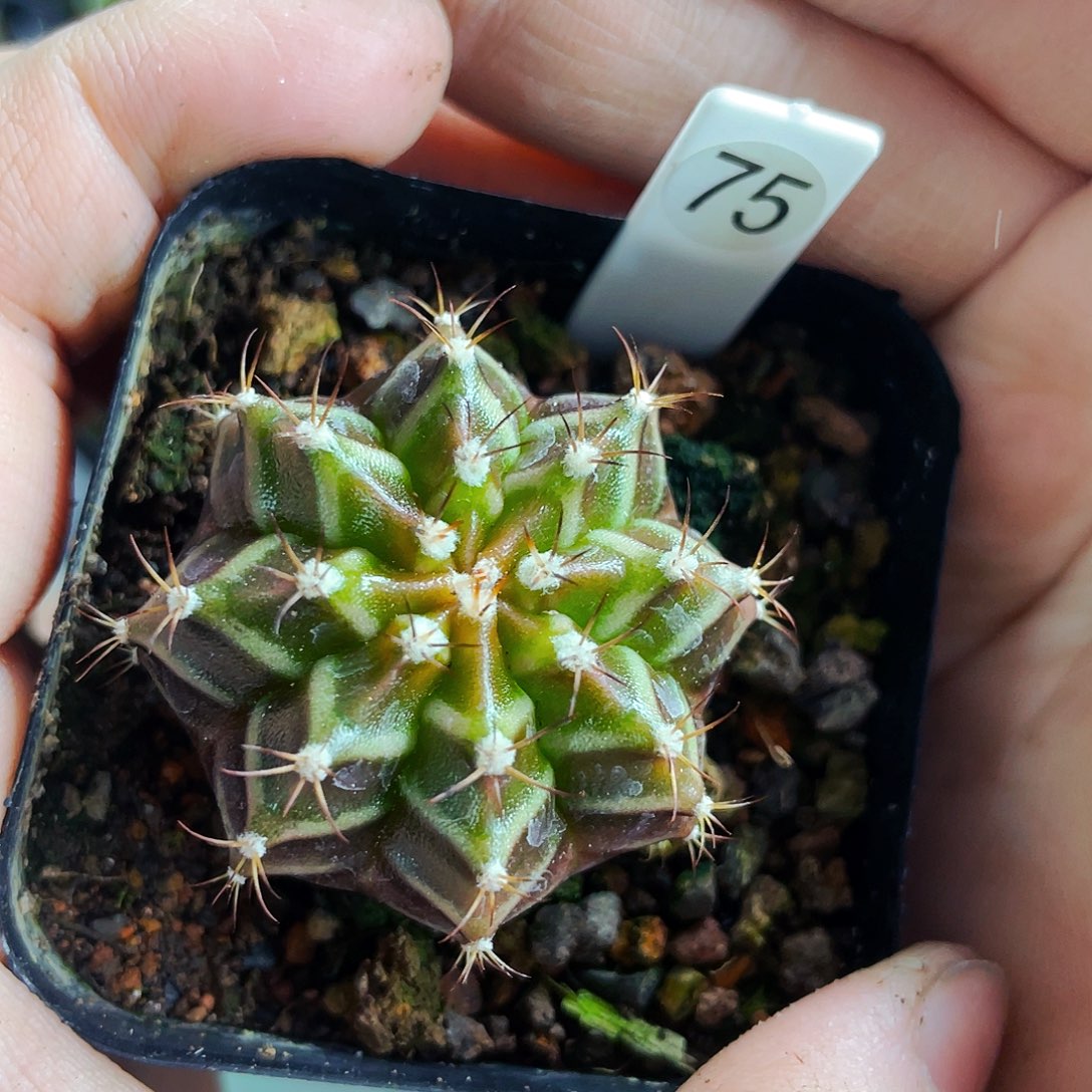 非偏远地区满25包邮仙人球