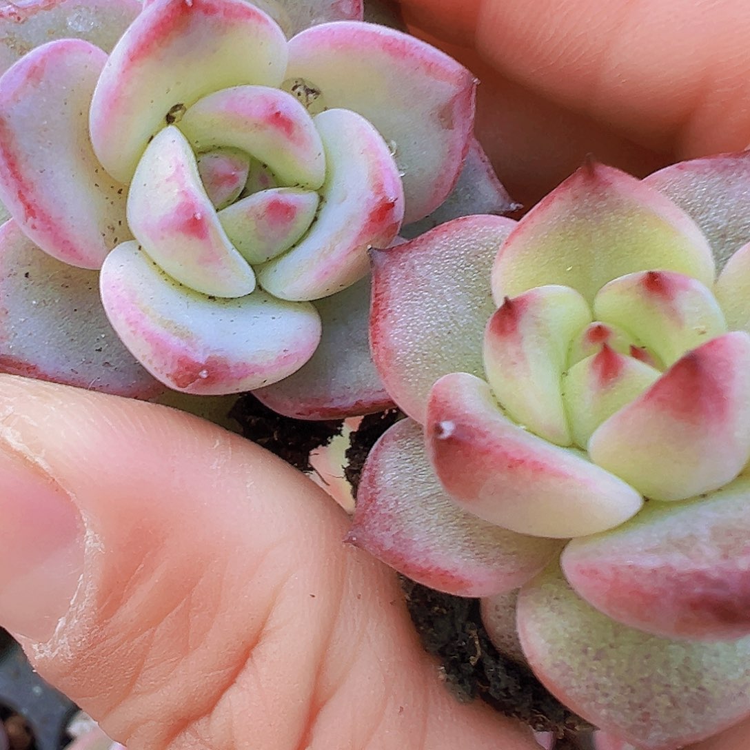 夜魔侠苗5颗19包邮多肉植物