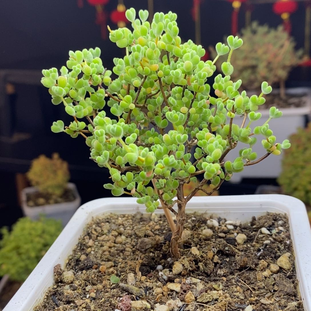 d 91号莱斯枝干多肉