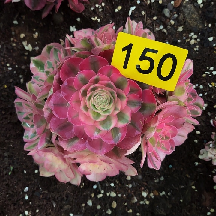 多肉植物福利150