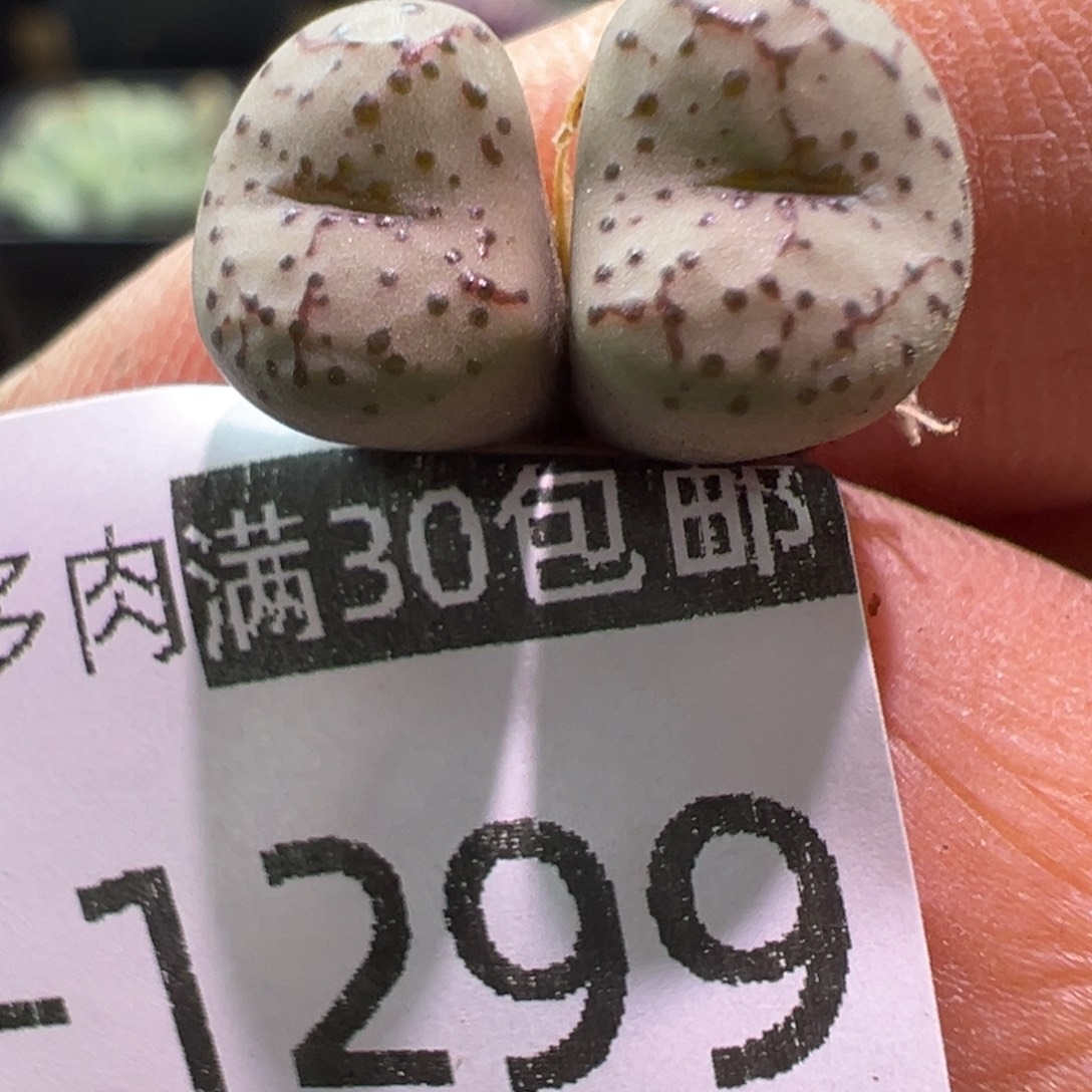 299 多肉植物1111111111111