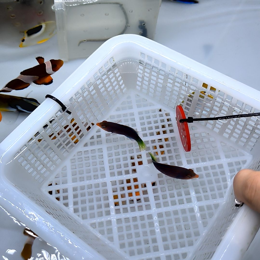 海水鱼六线龙小号2条120/运30/5-56-130