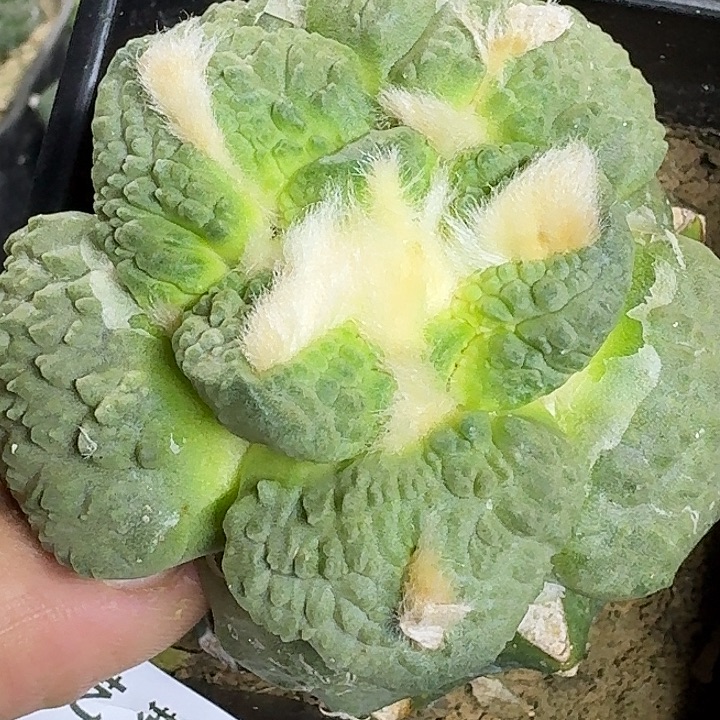 无花朵大尤龟甲怒334