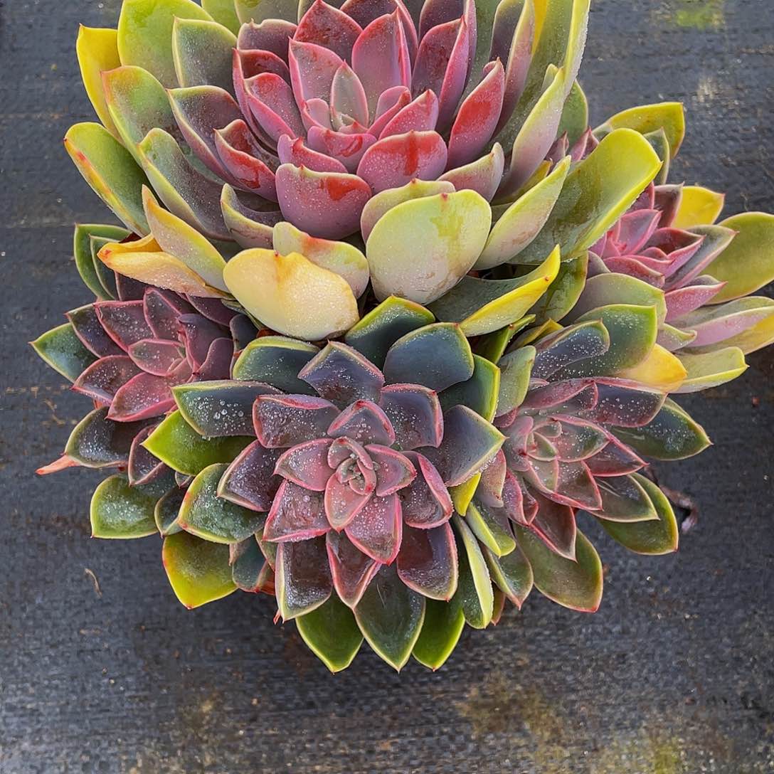 胡****肉琼斯多肉植物群