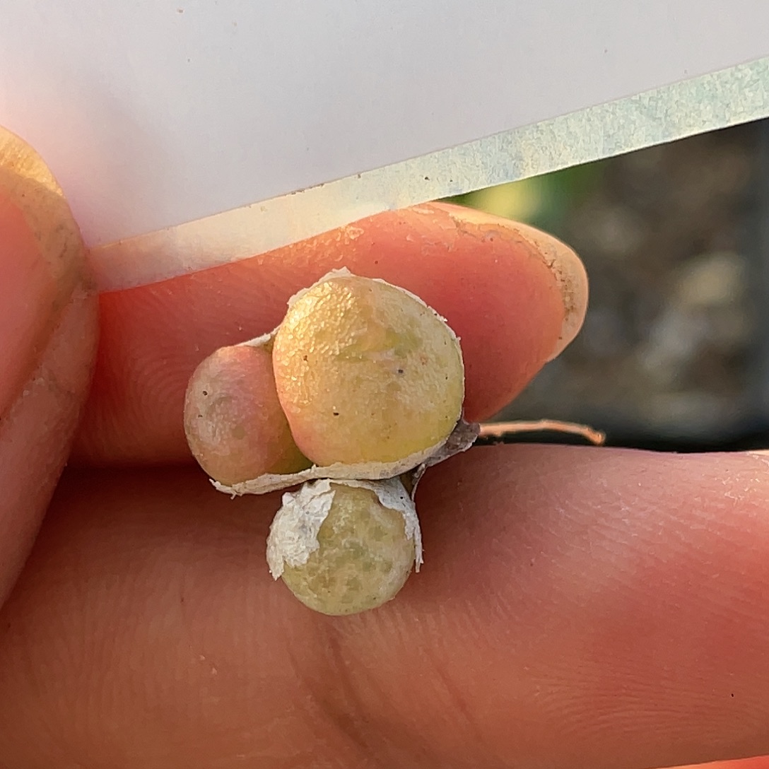 21-152肉锥多肉植物