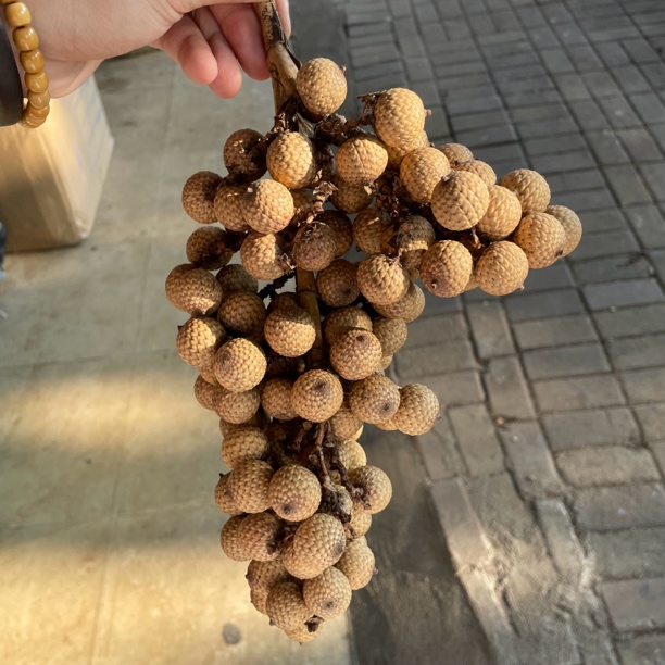 海南料原生态星月菩提(压车勿拍)