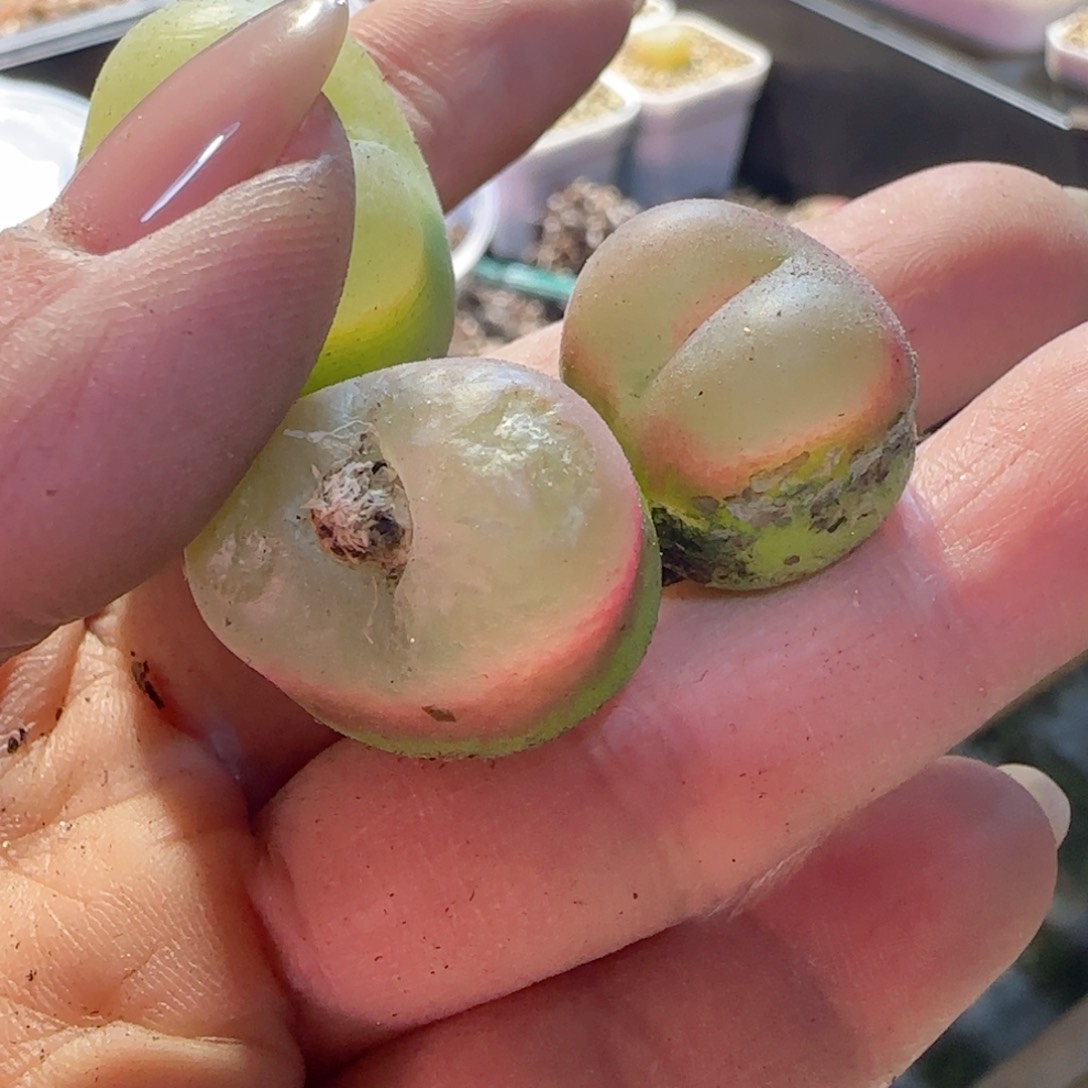 冰魄毛。 2+1。     02