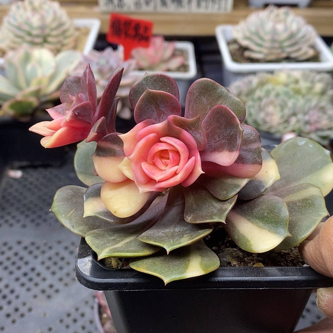 0390 大红袍锦 需延时发货