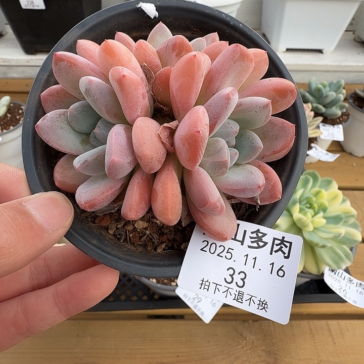 三头香芋11111116-33