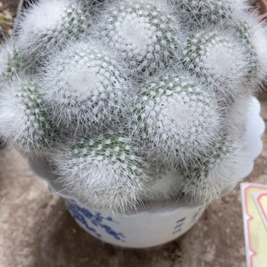 白小丁仙人球仙人球