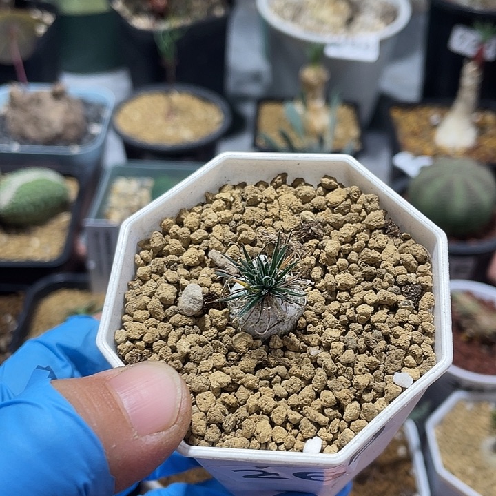 269毛叶迷你海葱，