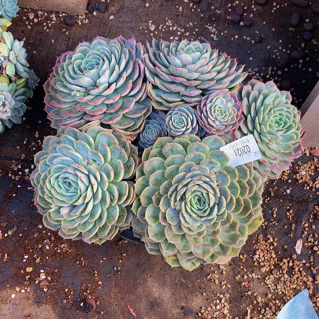 寒***琼     昂斯诺多肉02021