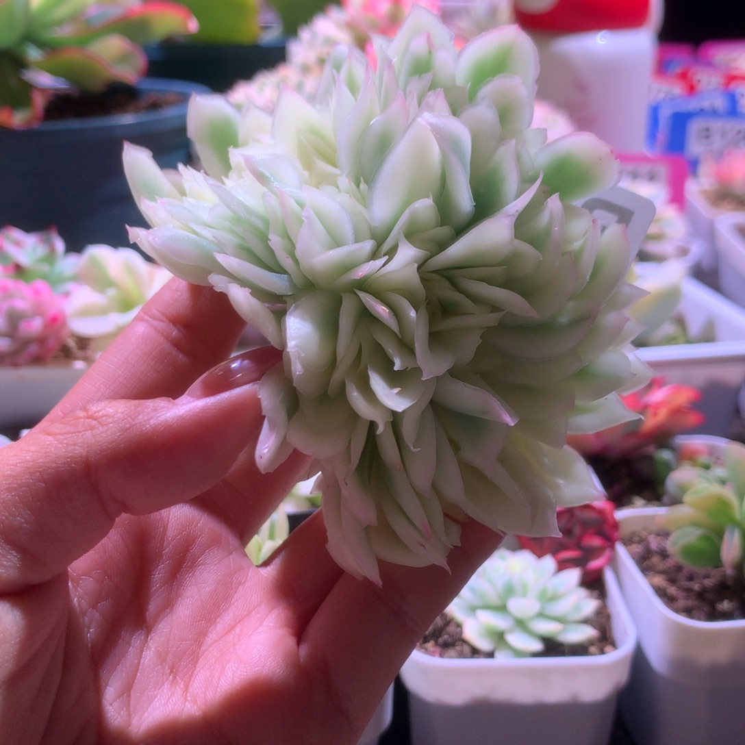 紫蝴蝶覆轮锦缀化